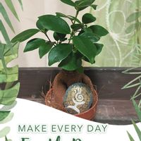 ガジュマル,観葉植物,植物と暮らす,富山支部,部屋の画像