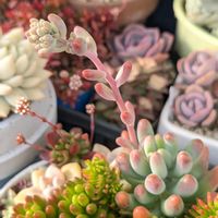 虹の玉,恋心,セディフォルムゴールド,寄せ植え,多肉植物の画像