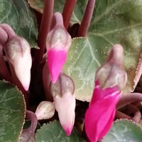 小さな花,はるが来た！,楽しい時間,はる,☆携帯撮影☆の画像