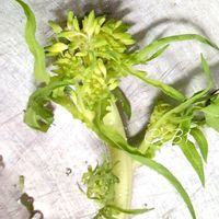 水菜,ミズナ,水菜の花,いいね Thanks,その後・・・の画像