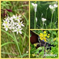 ニラ,アブラナ科 〜,ヒガンバナ科 〜,野菜のお花　＊,ニラ／韮の画像