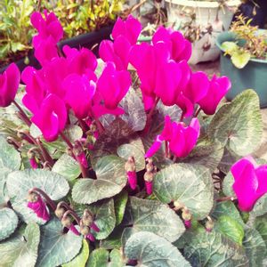 可憐,花のある暮らし,おうち園芸,鮮やかなピンクの小花,エントランスの画像