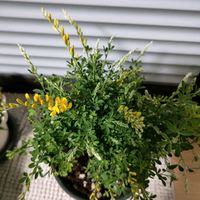 ヒメエニシダの画像