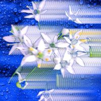 ニラ,花うらら,ニラの花,お花遊び,にらの画像