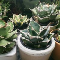 アガベ,ユーフォルビア属,アガベ チタノタ,アガベ チタノタ 白鯨,アガベ・チタノタ フィリグリーの画像