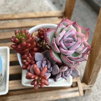 エケベリア,虹の玉,多肉植物,シルエット,スヌーピー鉢の画像