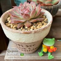 サクラソウ,リンゼアナ,コポたん,キュンキュン乙女倶楽部,HTCの画像