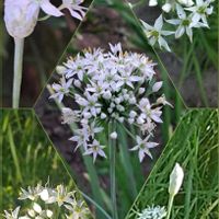 ハナニラ,ニラ,ハナニラ(イフェイオン),にら,ハナニラ・ピンクスターの画像