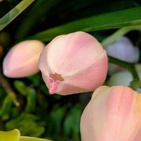 シンビジウム,シンピジューム,観葉植物,洋蘭,熱帯植物の画像