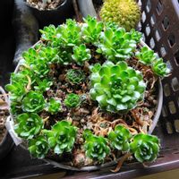 ツメレンゲ,ミセバヤ,多肉植物,繋がりに感謝✨,GS3年生の画像