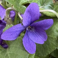 ニオイスミレ,スミレ科スミレ属の画像