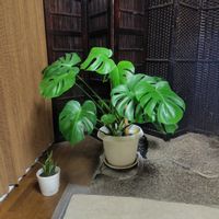 モンステラ,#観葉植物,#初心者,色々教えてください♥,リビング・ダイニングの画像