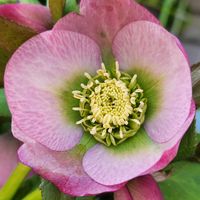 クリスマスローズ,クリスマスローズ,玄関前,可愛い❤の画像