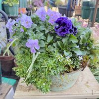 シロタエギク,パンジー,ビオラ,ヒナソウ,スィートアリッサムの画像