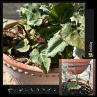 ガーデンシクラメン,鉢植え,ガーデニング,夏越し,蕾 つぼみの画像