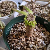 艷姿,多肉植物,葉挿し,リメ缶,多肉寄せ植えの画像