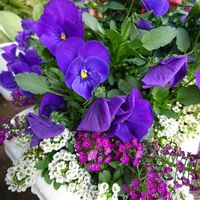 スイートアリッサム ,ビオラ,ビオラ,美しく青きドヨウ,土曜日は紫の花の画像