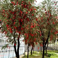 ブラシノキ,ブラシの木の画像