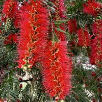 ブラシノキ,ブラシの木の画像