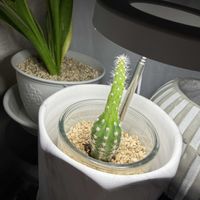 サボテン,サボテン,サンスベリア,サンスベリア,わが家の観葉植物❢の画像