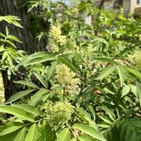 エルダーフラワー,ニワトコ,山野草,白い花,花のある暮らしの画像