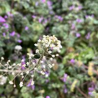 ナズナ,ホトケノザ,ホトケノザ(仏の座),ナズナとホトケノザ,今日のお花の代わり✨の画像