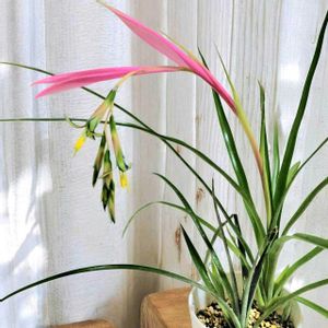 ヨウラクツツアナナス,ヨウラクツツアナナス『女王の涙』,花のある暮らし,繋がりに感謝✨,ＧＳだヨ！全員集合の画像