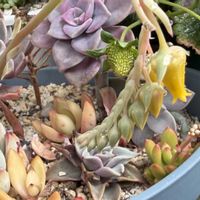 エリカ,テーブルヤシ,花うらら,ピンクプリティ,クレマチス ペトリエイの画像