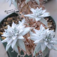 ダドレア,タニラー,ダドレア属,その他部屋の画像