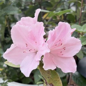 ヒラドツツジ,花のある暮らし,沖縄,挿し木から成長,おうち園芸の画像