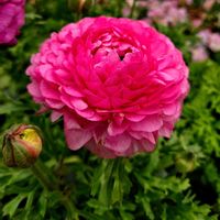 エリカ,デージー,ラナンキュラス,パンジー,雲間草ラージホワイトの画像