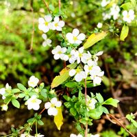 ユキヤナギ,ユキヤナギ,コゴメバナ,小さな花,花散歩の画像