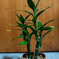 ミリオンバンブー,観葉植物,ガーデニング,ボタニカルライフ,お庭の植物の画像