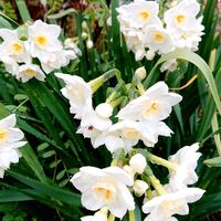 クリスマスローズ,スナップエンドウ,ナルキッスス・パピラセウス ,さくらんぼ の花,我が家の庭の画像