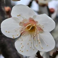 ウメ,感謝,花のある暮らし,いつまでも,き　れ　い❤の画像