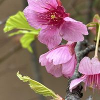 ユリオプスデージー,シデコブシ(ヒメコブシ),カンヒザクラ,散歩,ピンクの花の画像