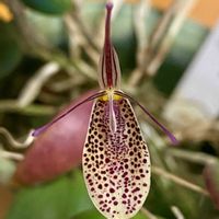 エレガンス,レストレピアの画像