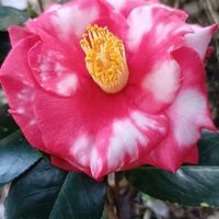 サイネリア,サイネリア,ツバキ,ツバキ,ネモフィラの画像