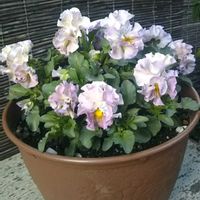 パンジー きもの,花のある暮らし,小さな春,ヒゲおじさん,おうち園芸の画像