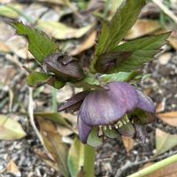 クリスマスローズ,花のある暮らし,暮らしを楽しむ,渋い,おうち園芸の画像