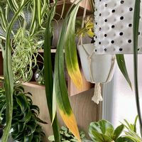 アンスリウム,アンスリウム・ビッタリフォリウム,観葉植物,アンスリウム 原種,キキ　アンスリウムの画像