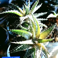 アロエ,ハオルチオイデス,アロエ ハオルチオイデス,苔玉仕立て,アロエ属の画像