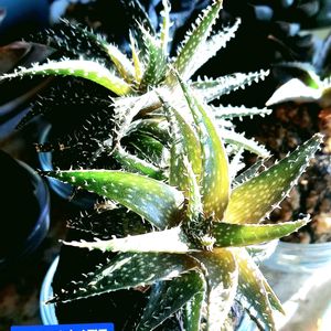 アロエ,ハオルチオイデス,アロエ ハオルチオイデス,苔玉仕立て,アロエ属の画像