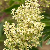 エルダーフラワー,ニワトコ,ニワトコの実,白い花,スイカズラ科の画像