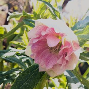 ヘレボルス,クリスマスローズ ダブル,クリスマスローズ ダブル,クリスマスローズ ダブル,クリスマスローズ　ブラックの画像