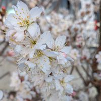 サクランボの画像