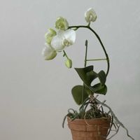 胡蝶蘭,アマビリス,ミニ胡蝶蘭カララ,胡蝶蘭カララ クリムゾン,リビングの画像