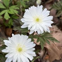 アンズ,キクザキイチゲ,ヒメリュウキンカ,コヒガンザクラ,ハナモモ・矢口の画像