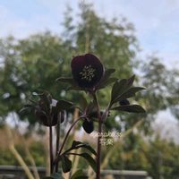 クリスマスローズ,クリスマスローズ 写楽,ガーデニング,花のある暮らし,クリスマスローズ・シングルの画像