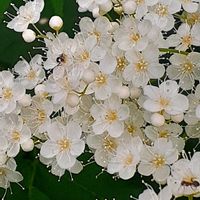 ナナカマド,ニワトコ,西洋ニワトコ ブラックレース,ななかまど,穂咲きナナカマドの画像